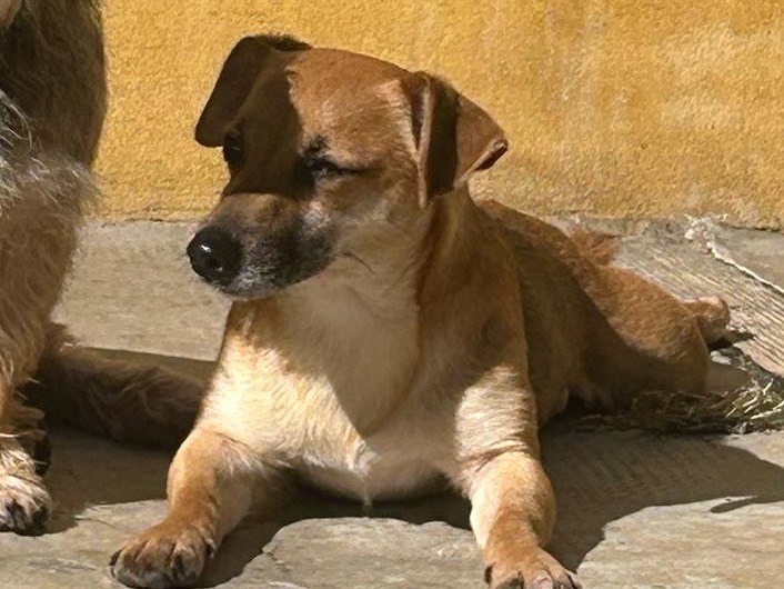 Foto 2 dell'animale