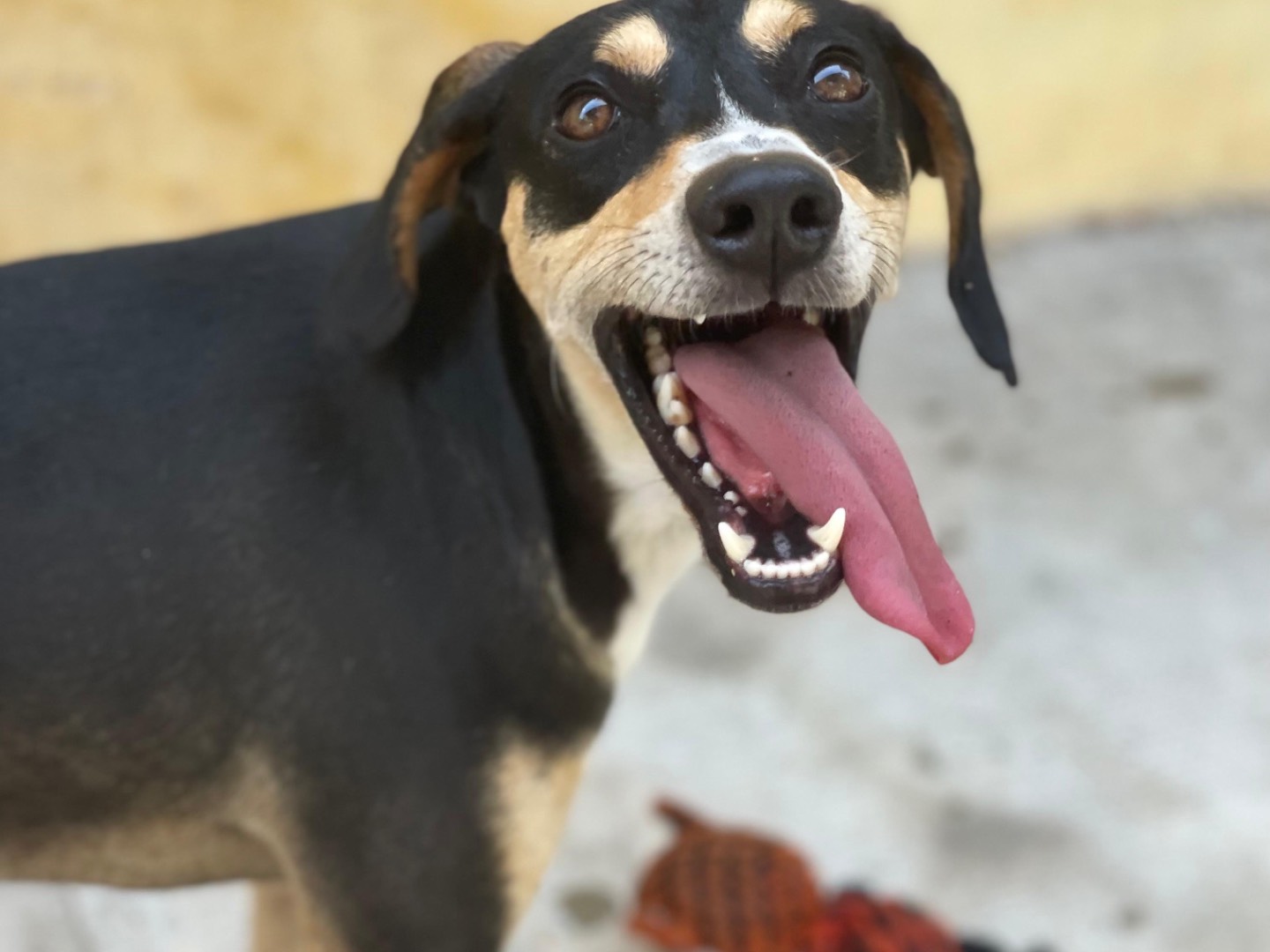 Adotta un cane, maschio, 1 anno e 9 mesi , Milano