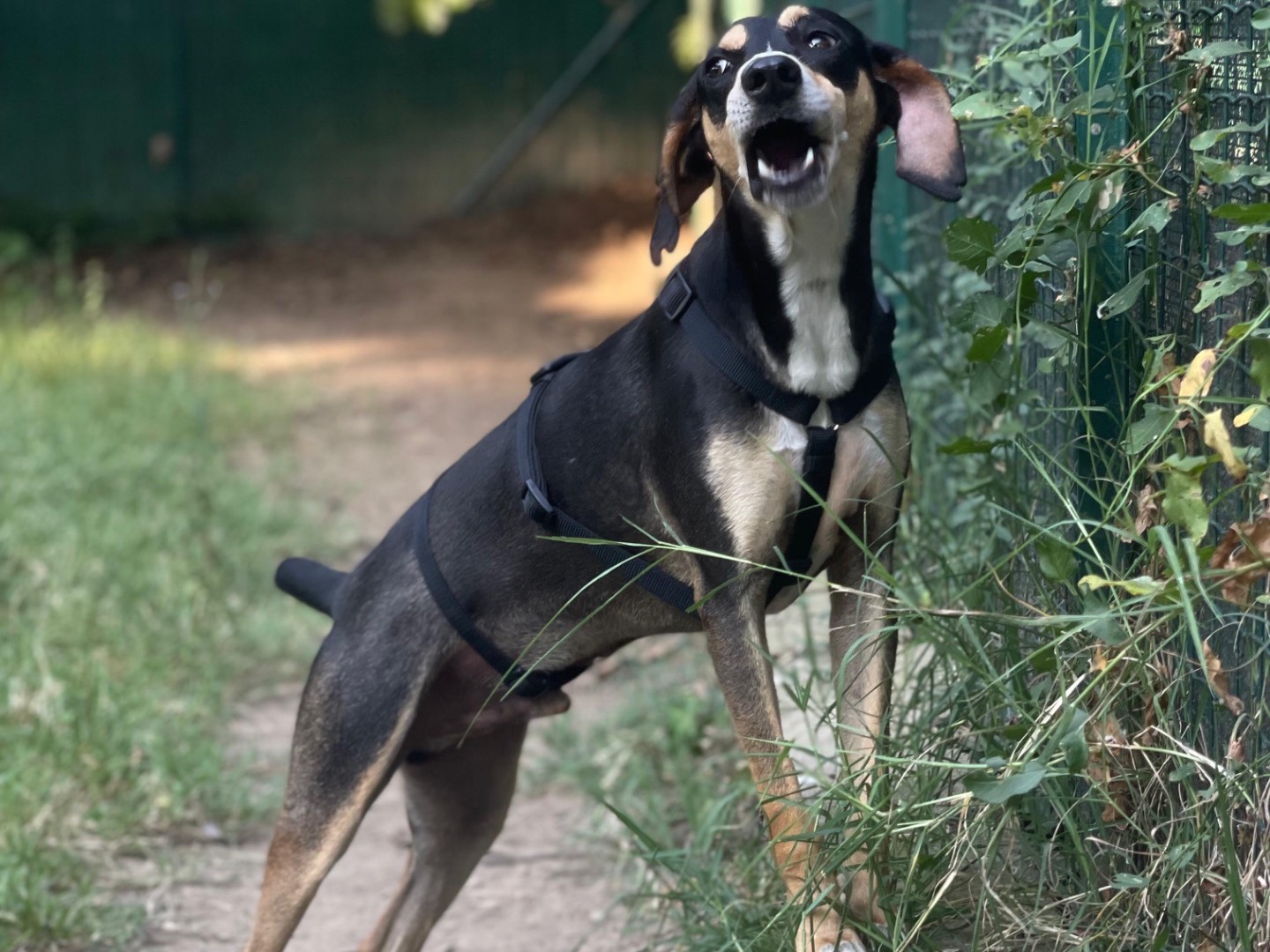 Adotta un cane, taglia media contenuta, maschio, Milano