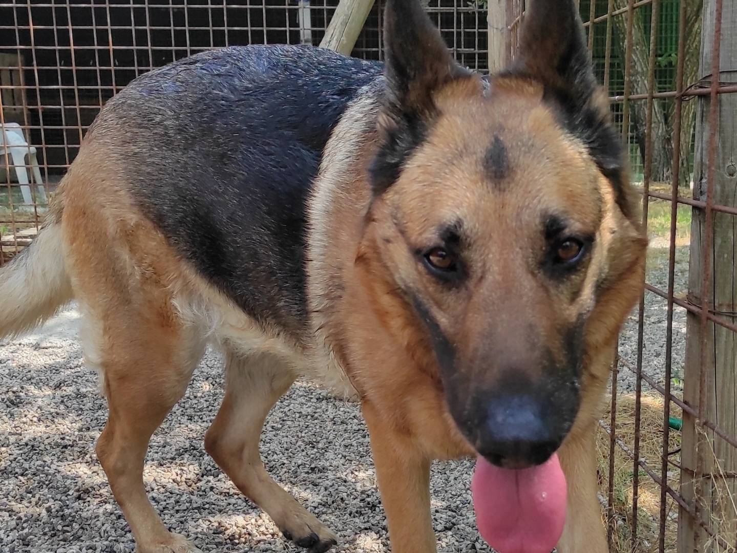Adotta un cane, femmina, 6 anni  e 5 mesi , Treviso