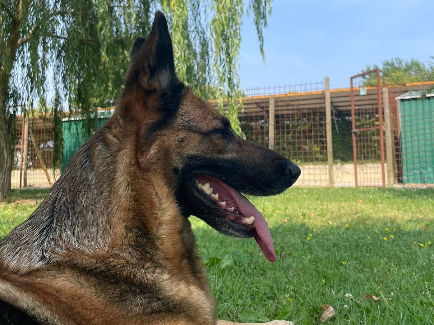 Vuoi adottare un cane a Treviso?