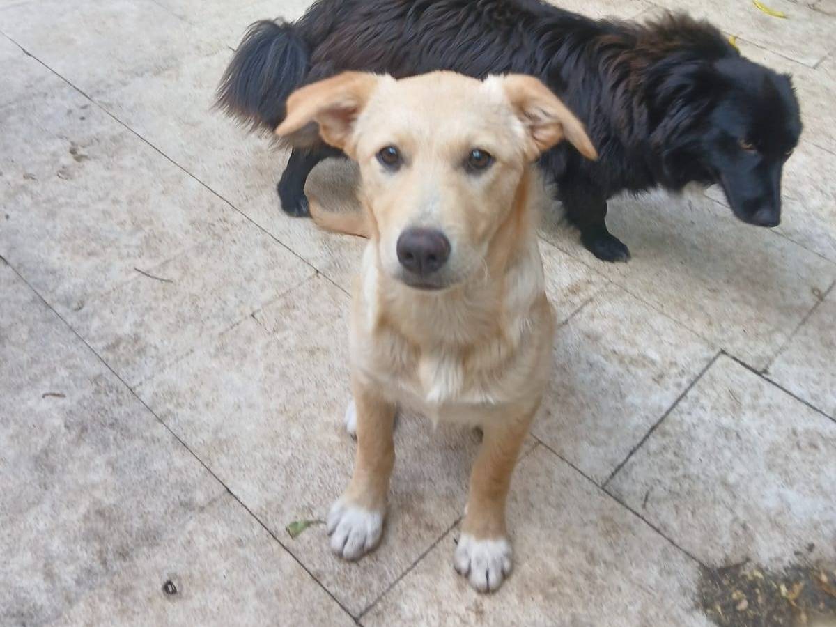 Adozione cane, femmina, Razza sconosciuta Razza sconosciuta, 10 mesi, taglia media contenuta, Bari