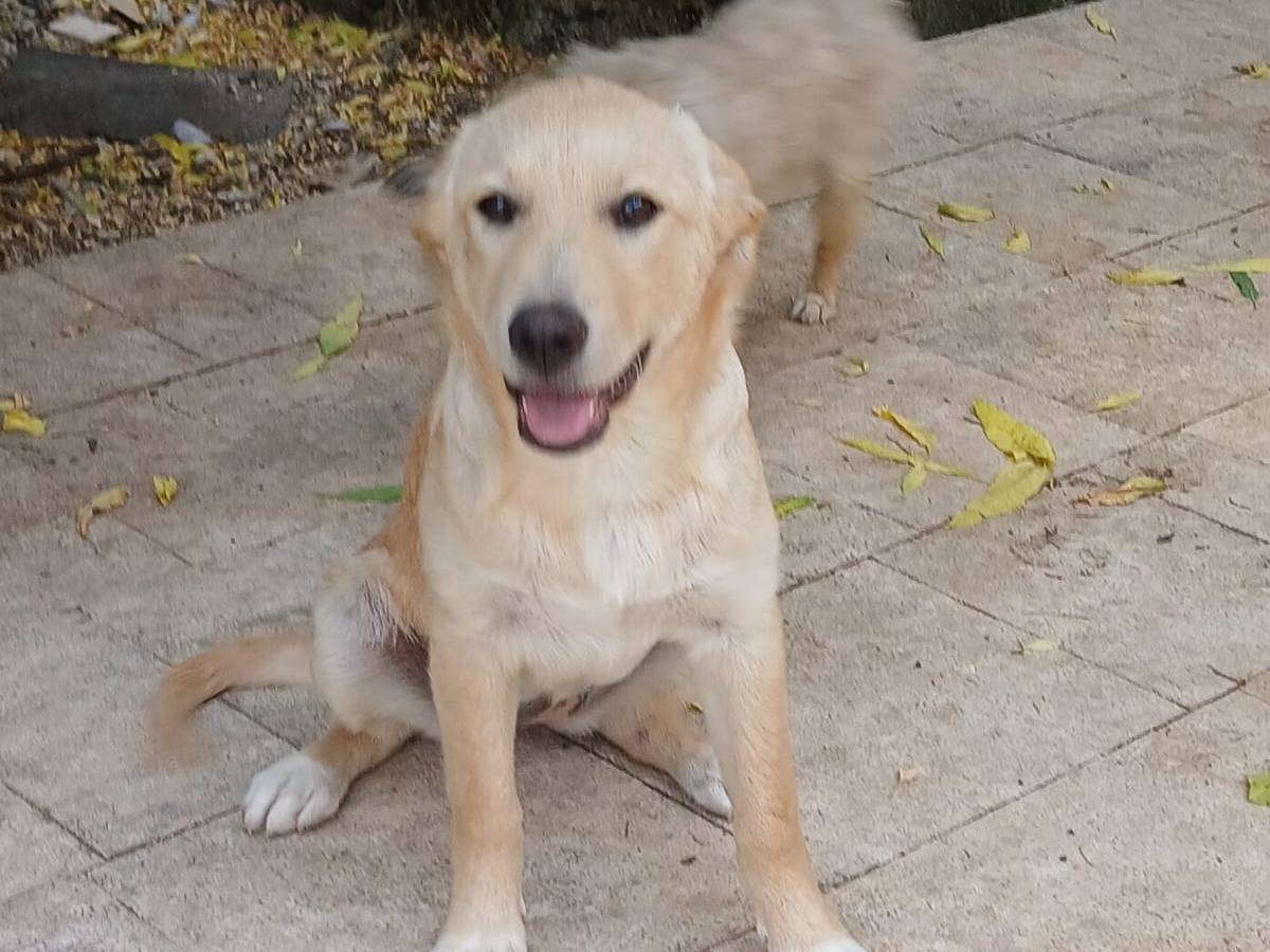 Adotta un cane, femmina, 10 mesi, Bari