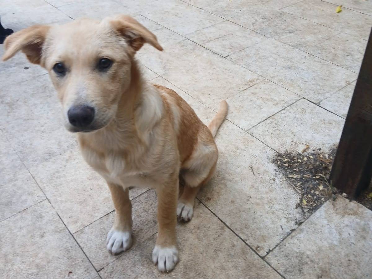 Adotta un cane, taglia media contenuta, femmina, Bari