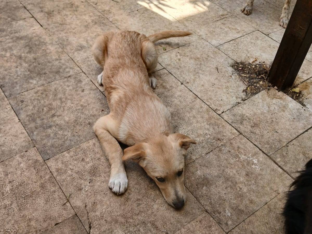 Vuoi adottare un cane a Bari?