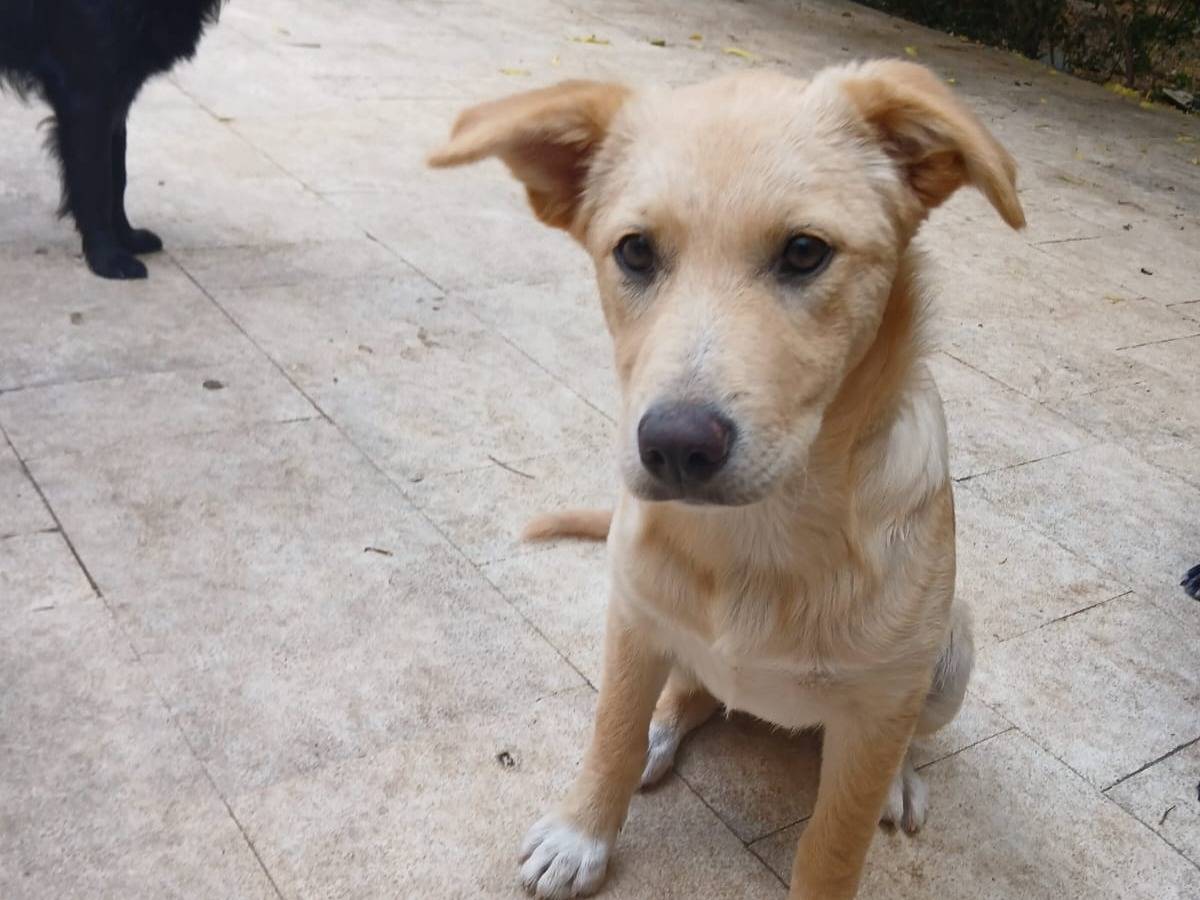 Adotta il cane Clio a Bari