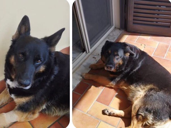 Adozione cane, maschio, Pastore Belga Malinois Razza sconosciuta, 5 anni e 1 mese, taglia grande, Napoli