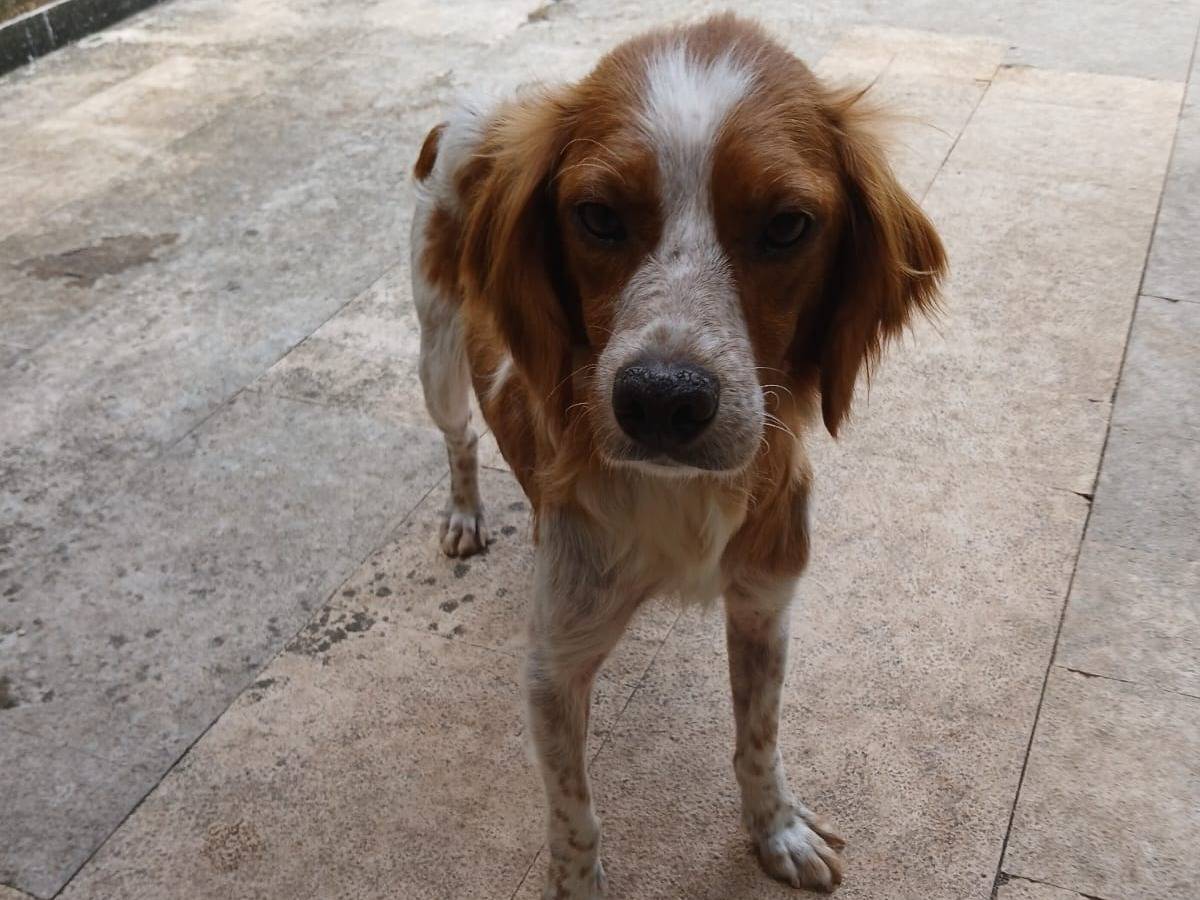 Foto 3 dell'animale