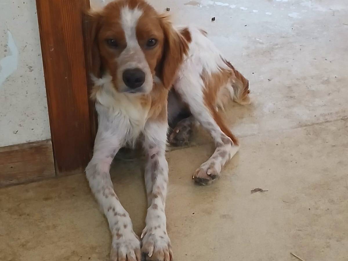 Vuoi adottare un cane a Bari?