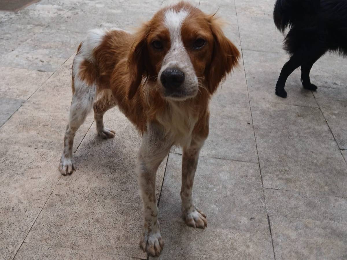 Adotta il cane Stefy a Bari