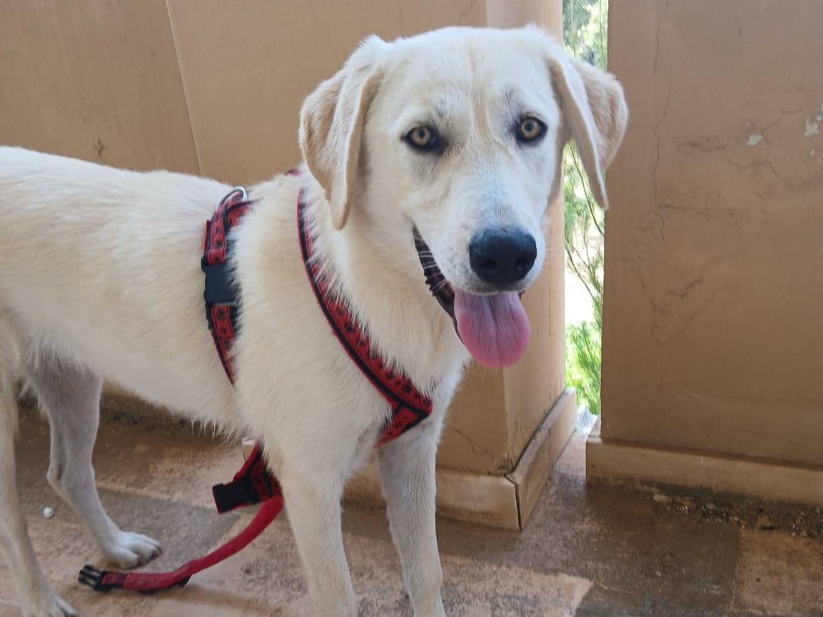 Adozione cane, femmina, Labrador Retriever Razza sconosciuta, 6 mesi, taglia media, Bari