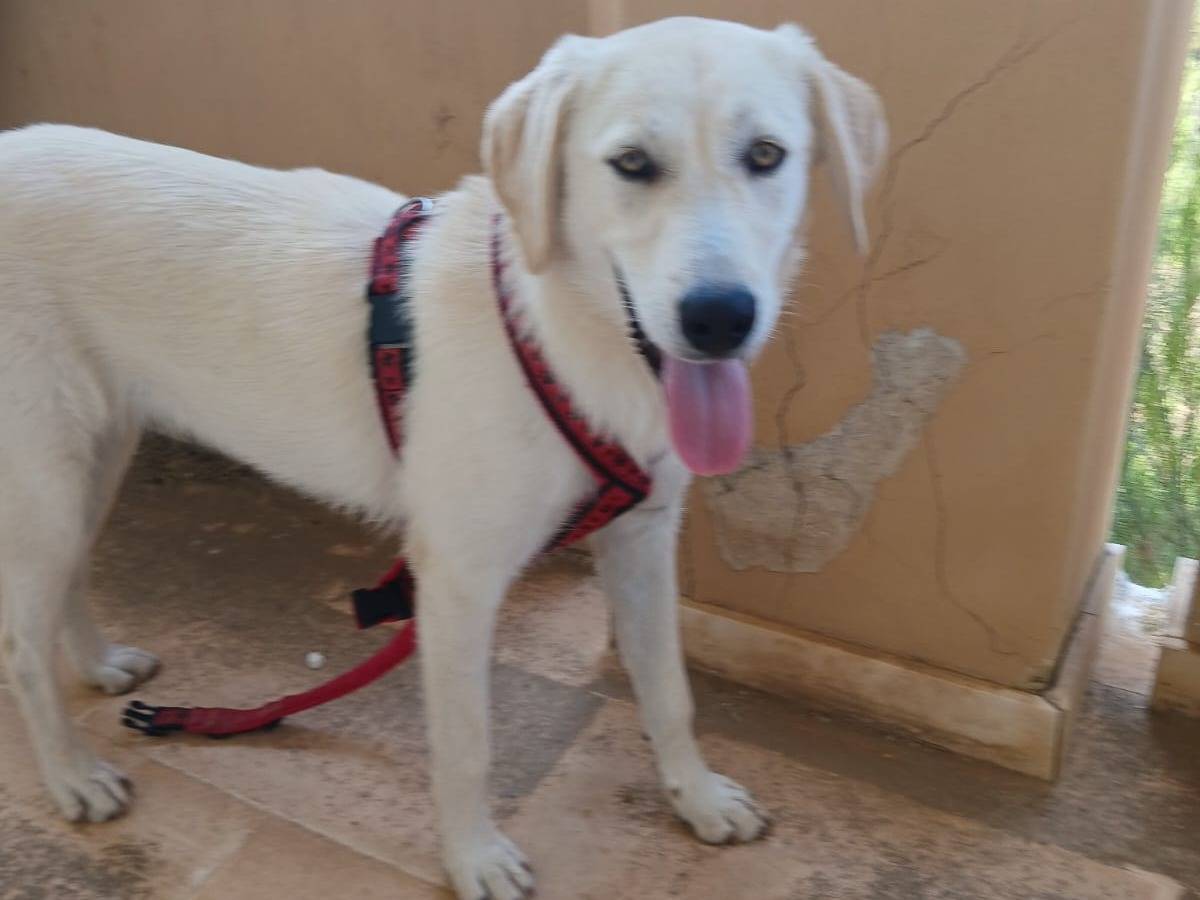 Adotta un cane, femmina, 6 mesi, Bari