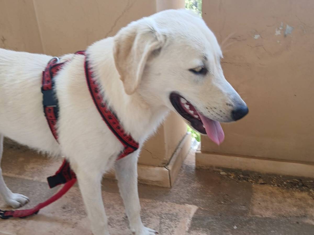 Vuoi adottare un cane a Bari?