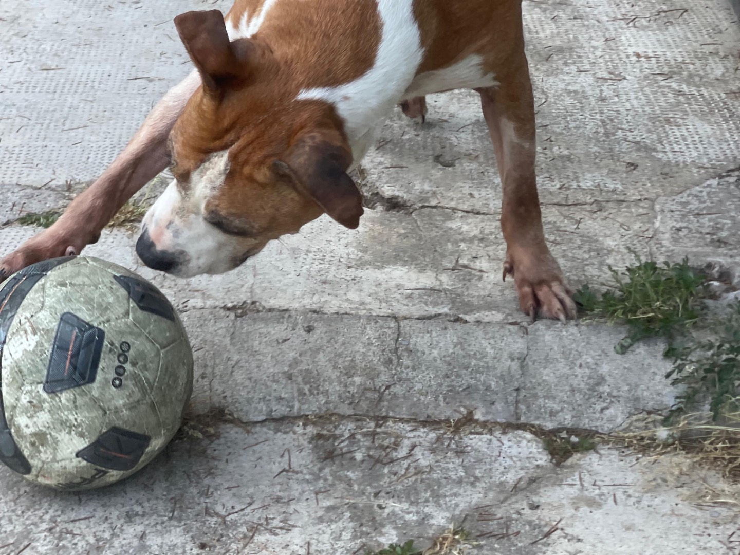 Foto 3 dell'animale
