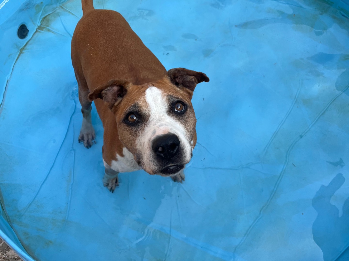 Adotta il cane Sky a Milano