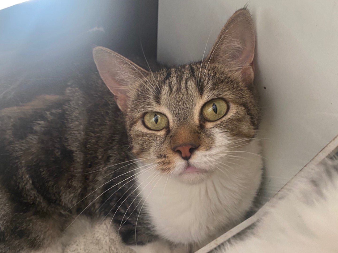 Adotta un gatto, femmina, 3 anni  e 5 mesi , Teramo