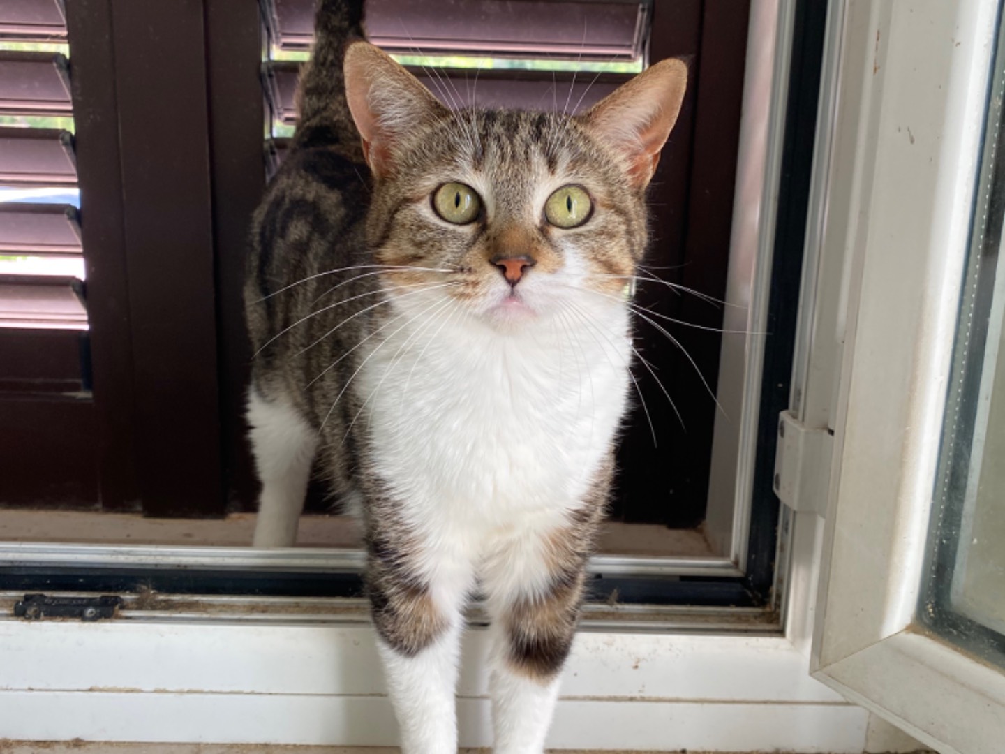 Adotta un gatto, taglia non valida, femmina, Teramo