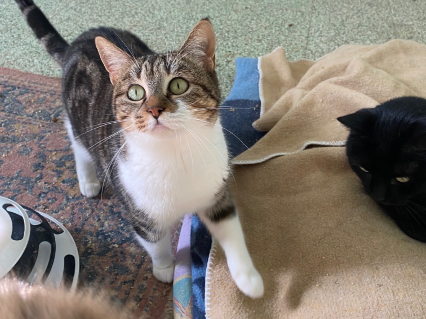 Vuoi adottare un gatto a Teramo?