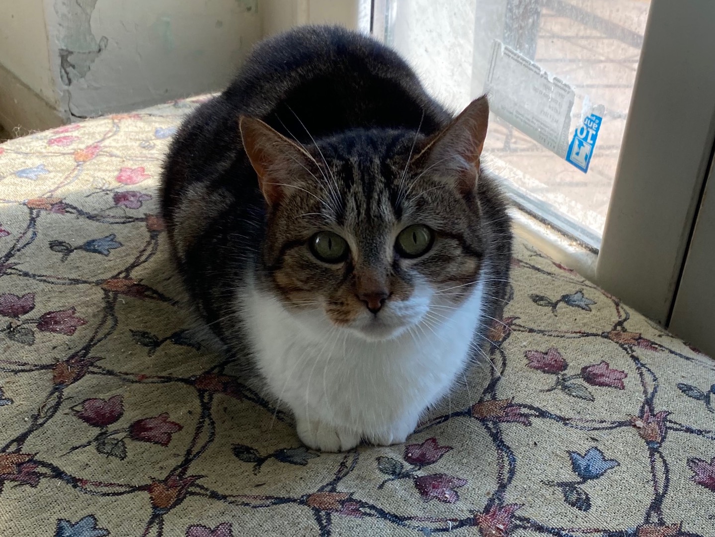 Adotta il gatto Morgana  a Teramo