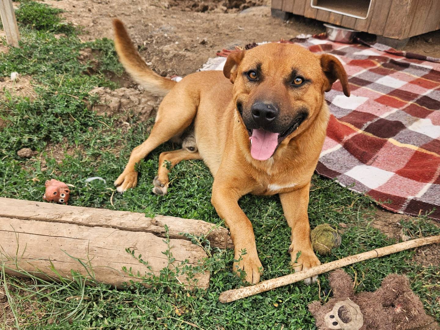 Vuoi adottare un cane a Bari?