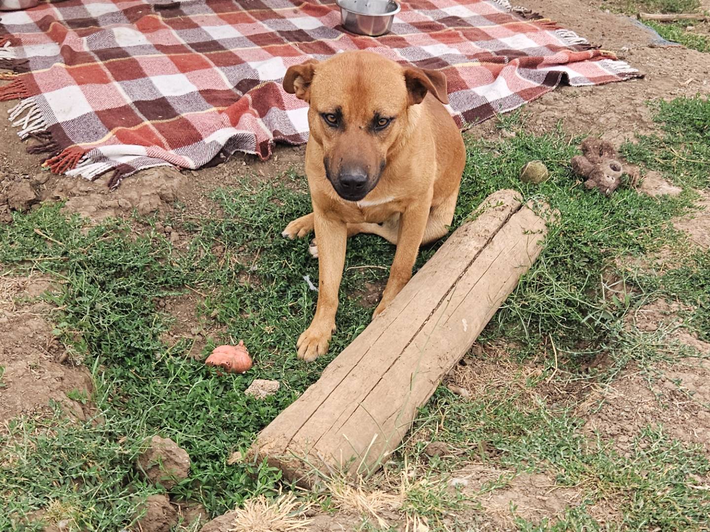 Adotta il cane Ale a Bari