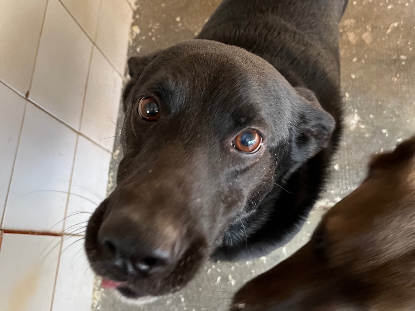 Adotta un cane, maschio, 9 anni  e 6 mesi , Milano
