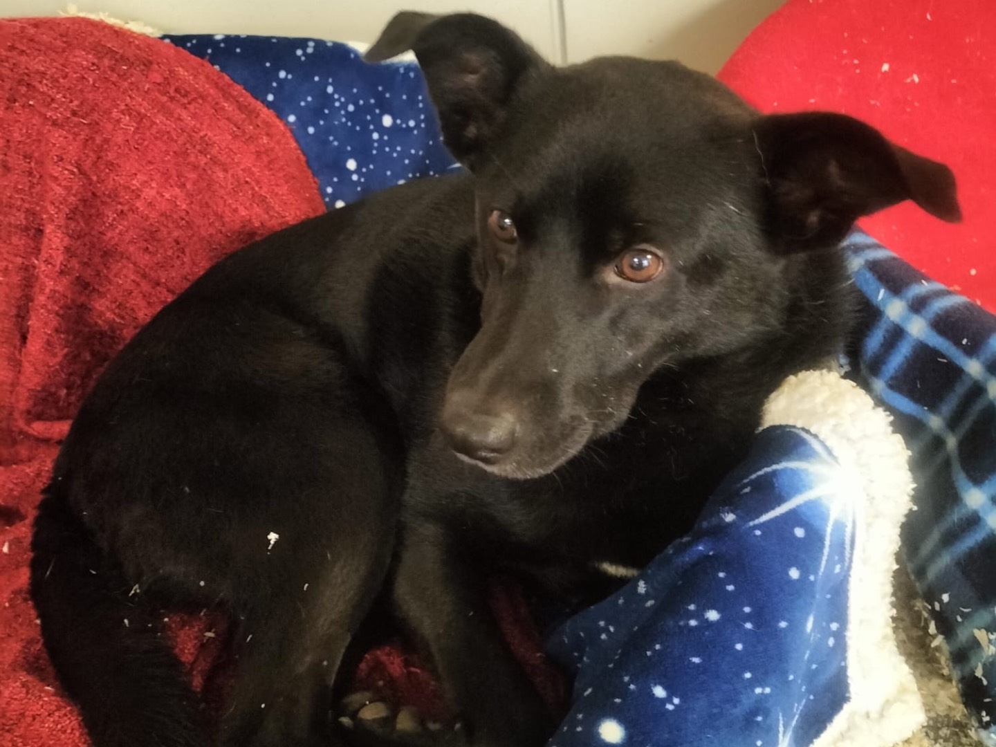 Adotta un cane, taglia media, maschio, Milano