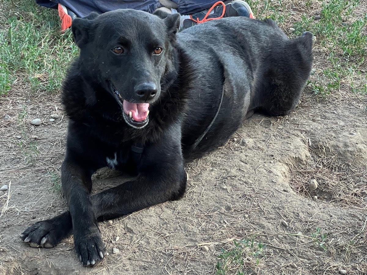 Adotta il cane Elio  a Milano
