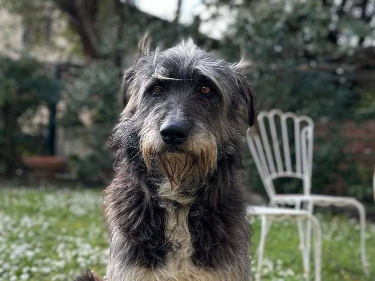 Adotta un cane, taglia grande, maschio, Firenze