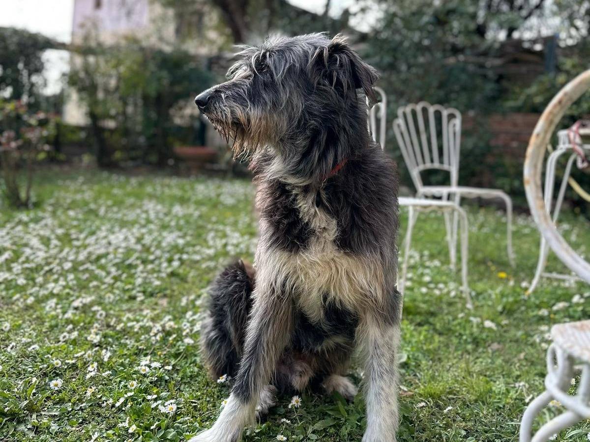 Foto 2 dell'animale