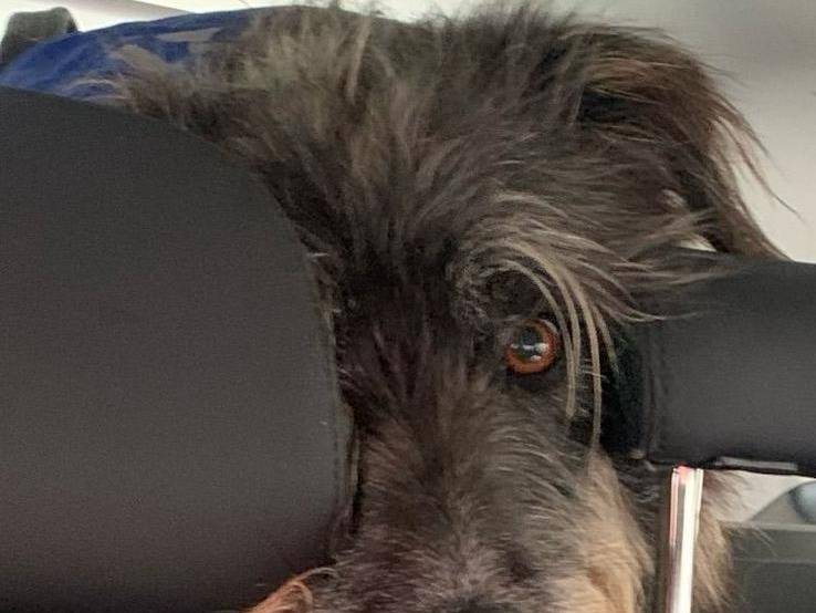 Adotta il cane BENJI  a Firenze
