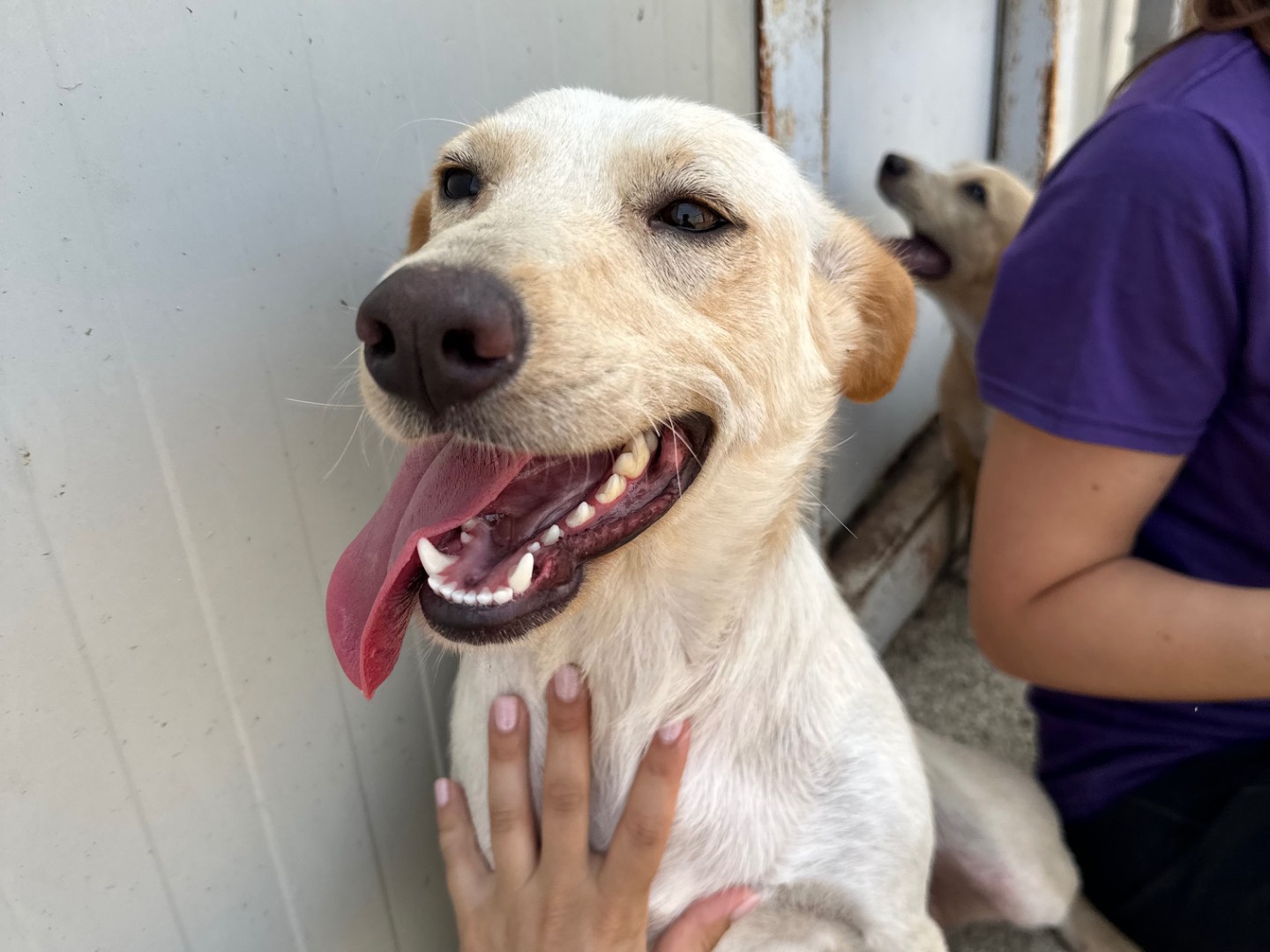 Adotta un cane, femmina, 2 anni  e 5 mesi , Salerno