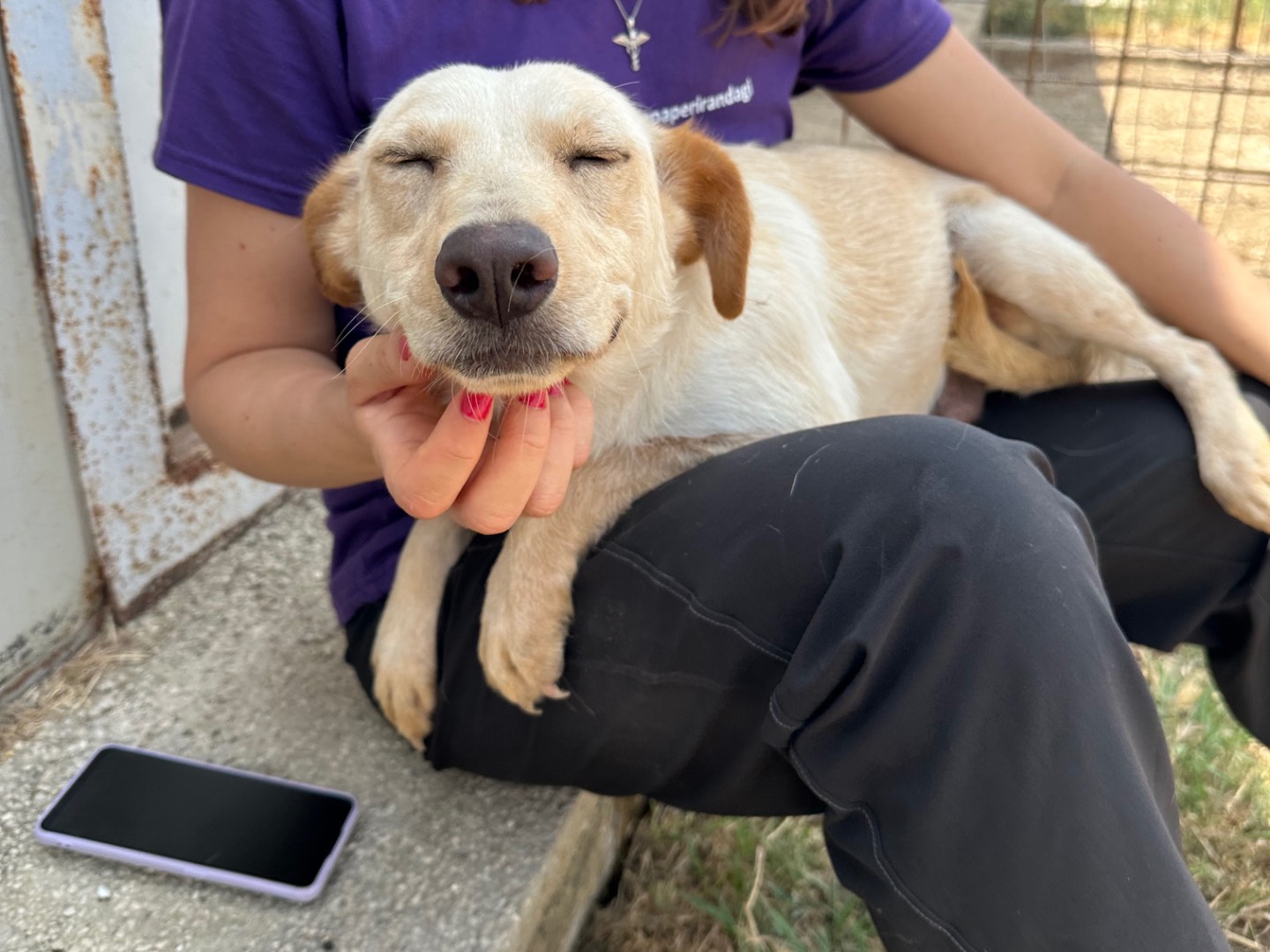 Adotta il cane Mary a Salerno