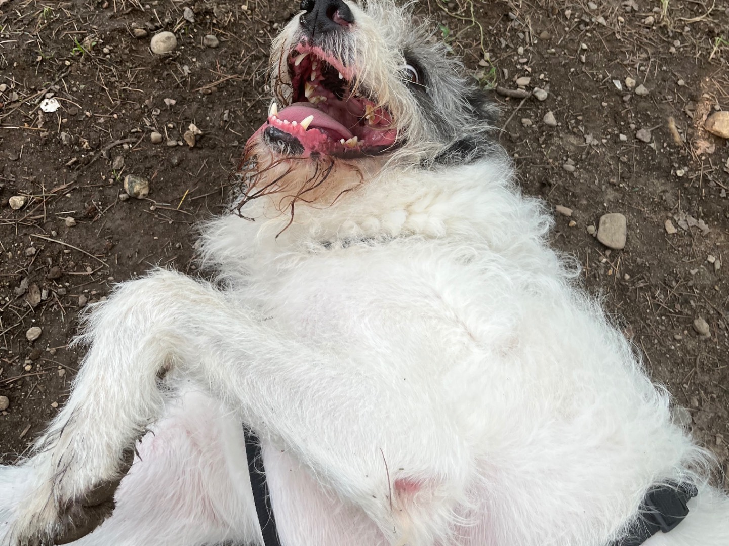 Vuoi adottare un cane a Milano?
