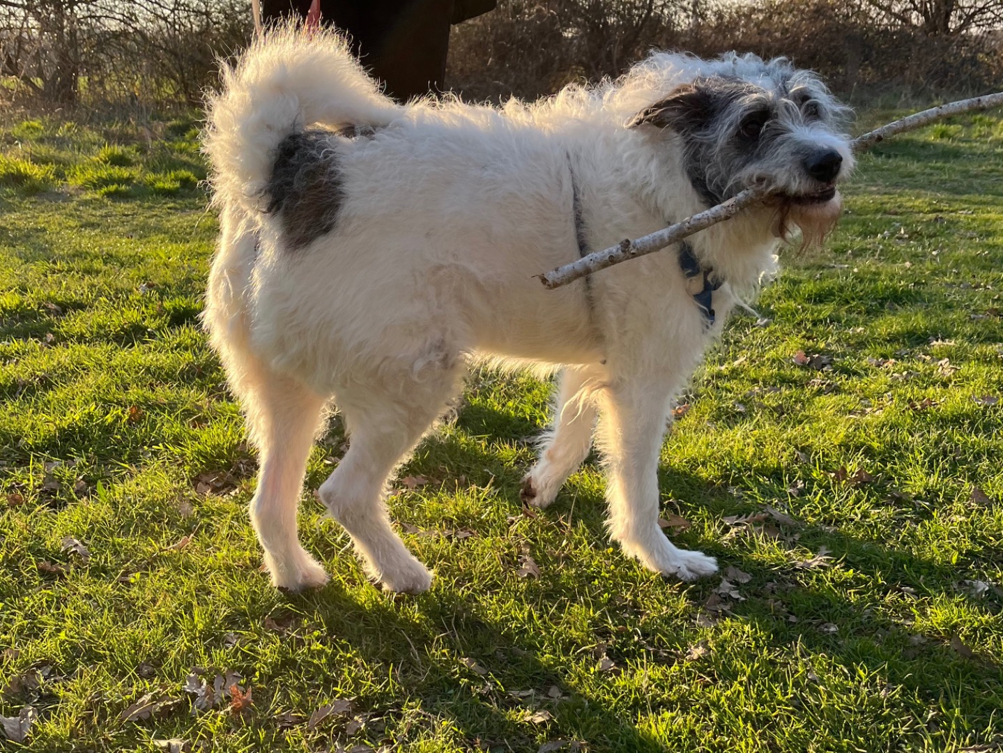 Adotta il cane Matt a Milano