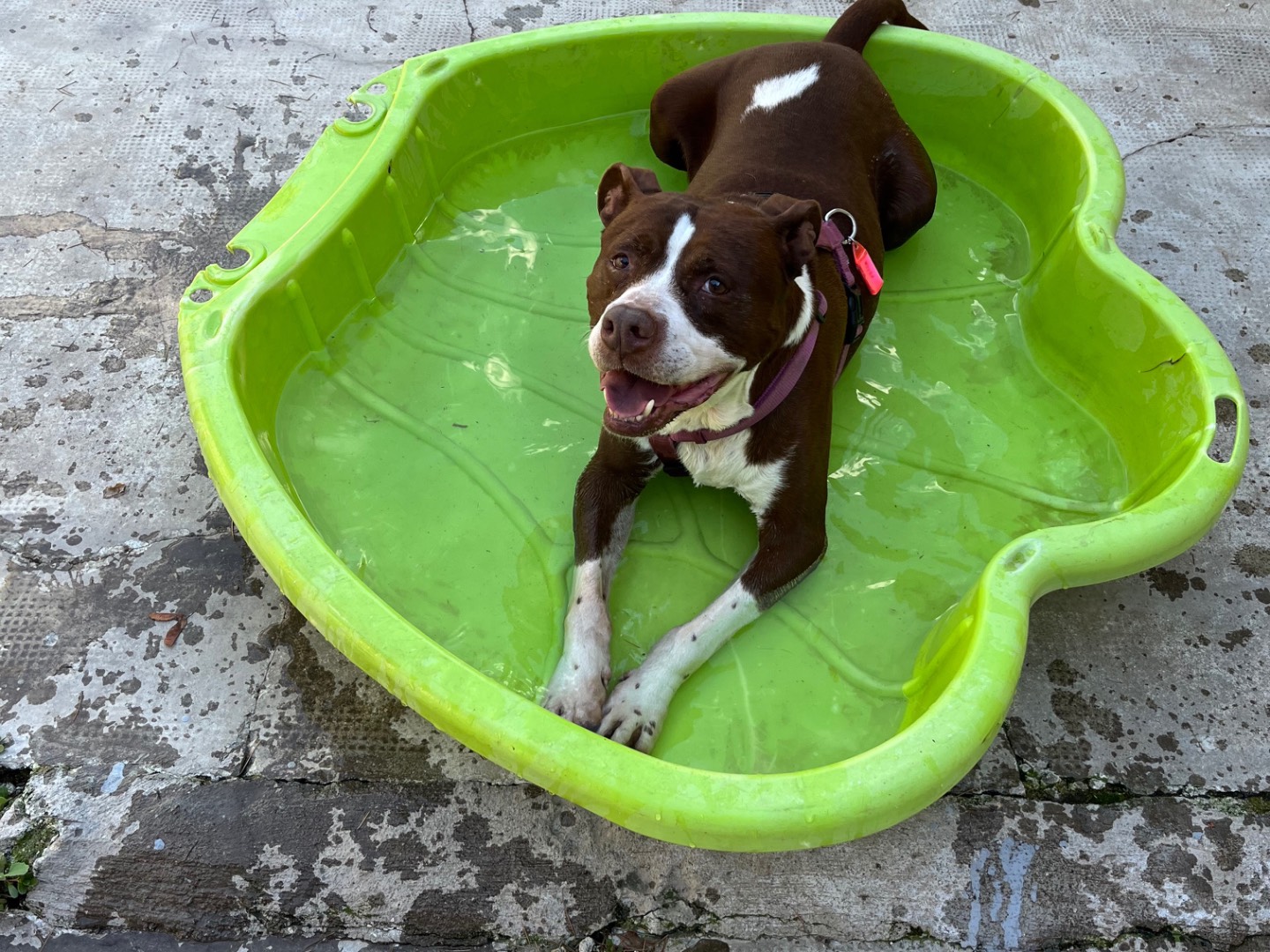 Adotta un cane, taglia grande, maschio, Milano