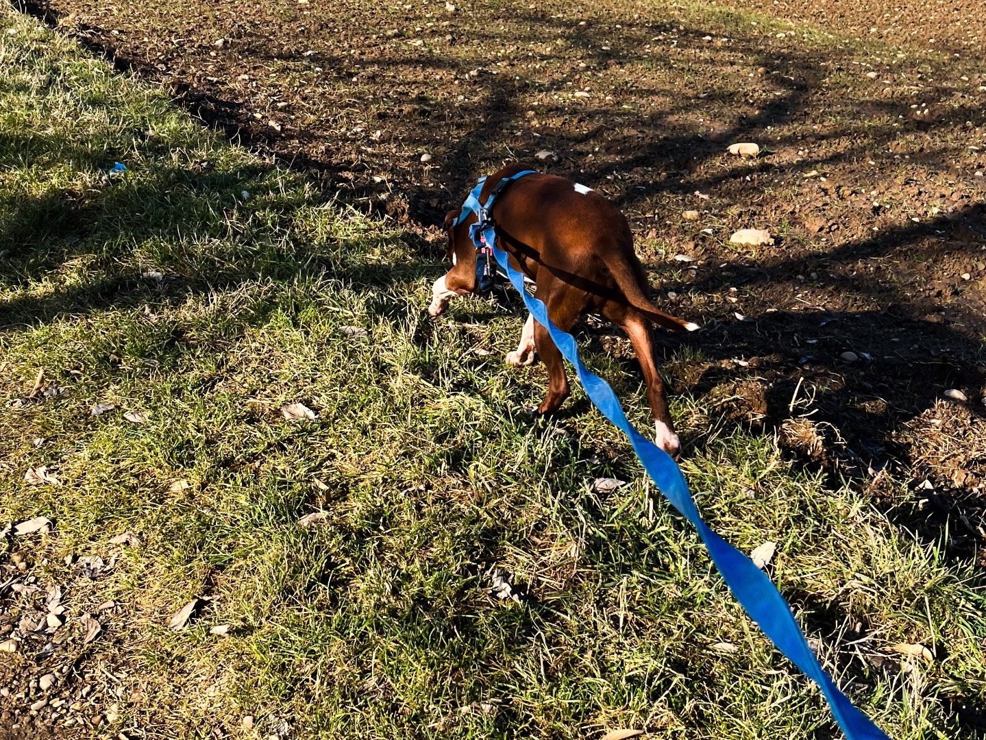 Adotta il cane Peter a Milano