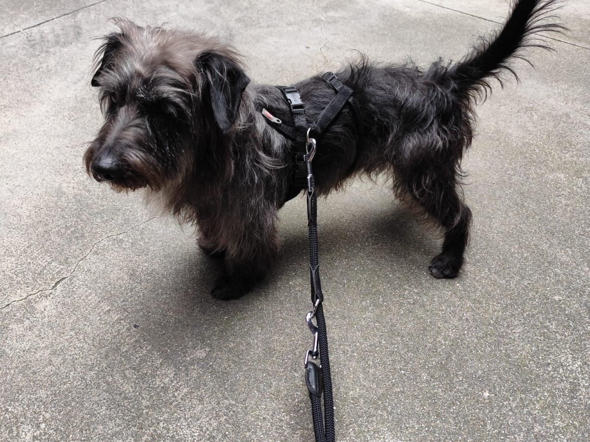 Adotta un cane, maschio, 5 anni e 8 mesi, Milano
