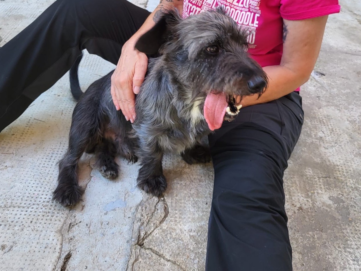 Adotta un cane, taglia piccola, maschio, Milano