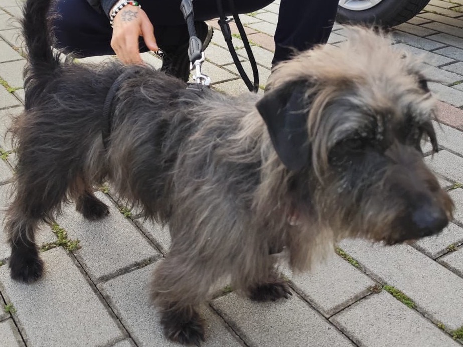 Vuoi adottare un cane a Milano?