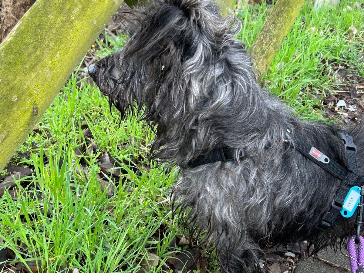 Adotta il cane Wolf a Milano
