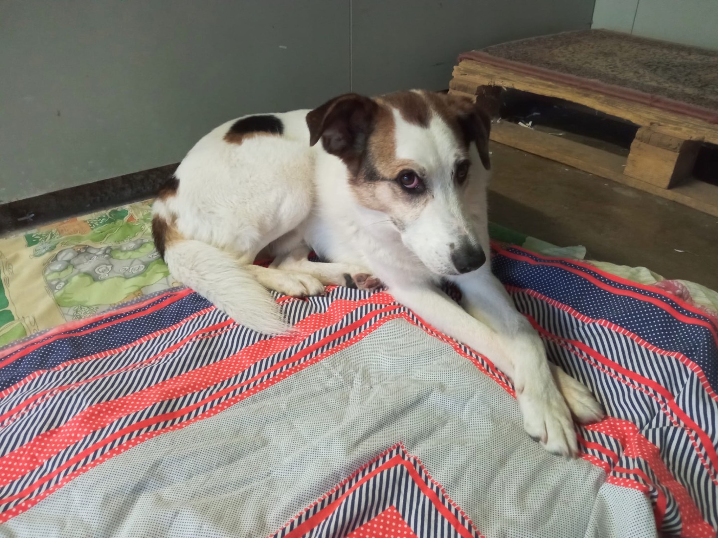 Adotta un cane, maschio, 7 anni  e 7 mesi , Milano