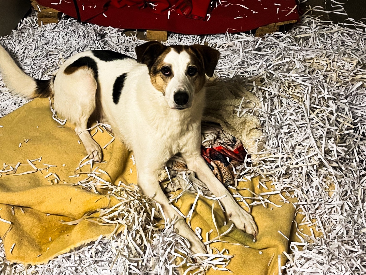 Vuoi adottare un cane a Milano?
