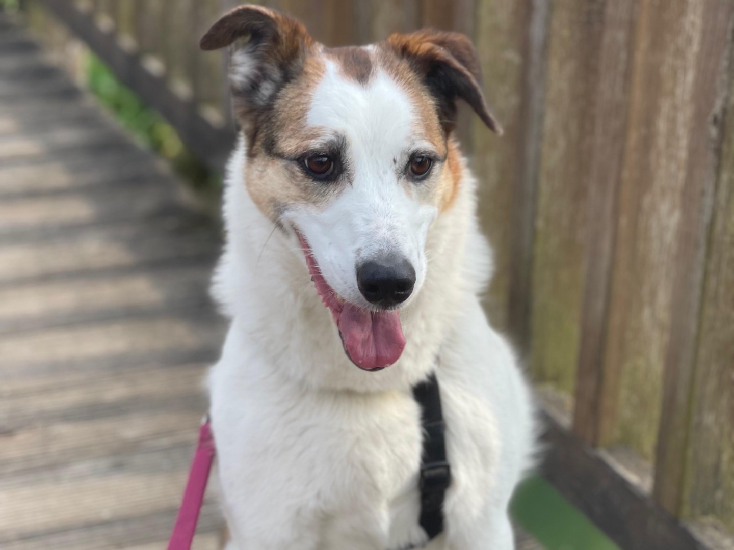 Adotta il cane Koko a Milano