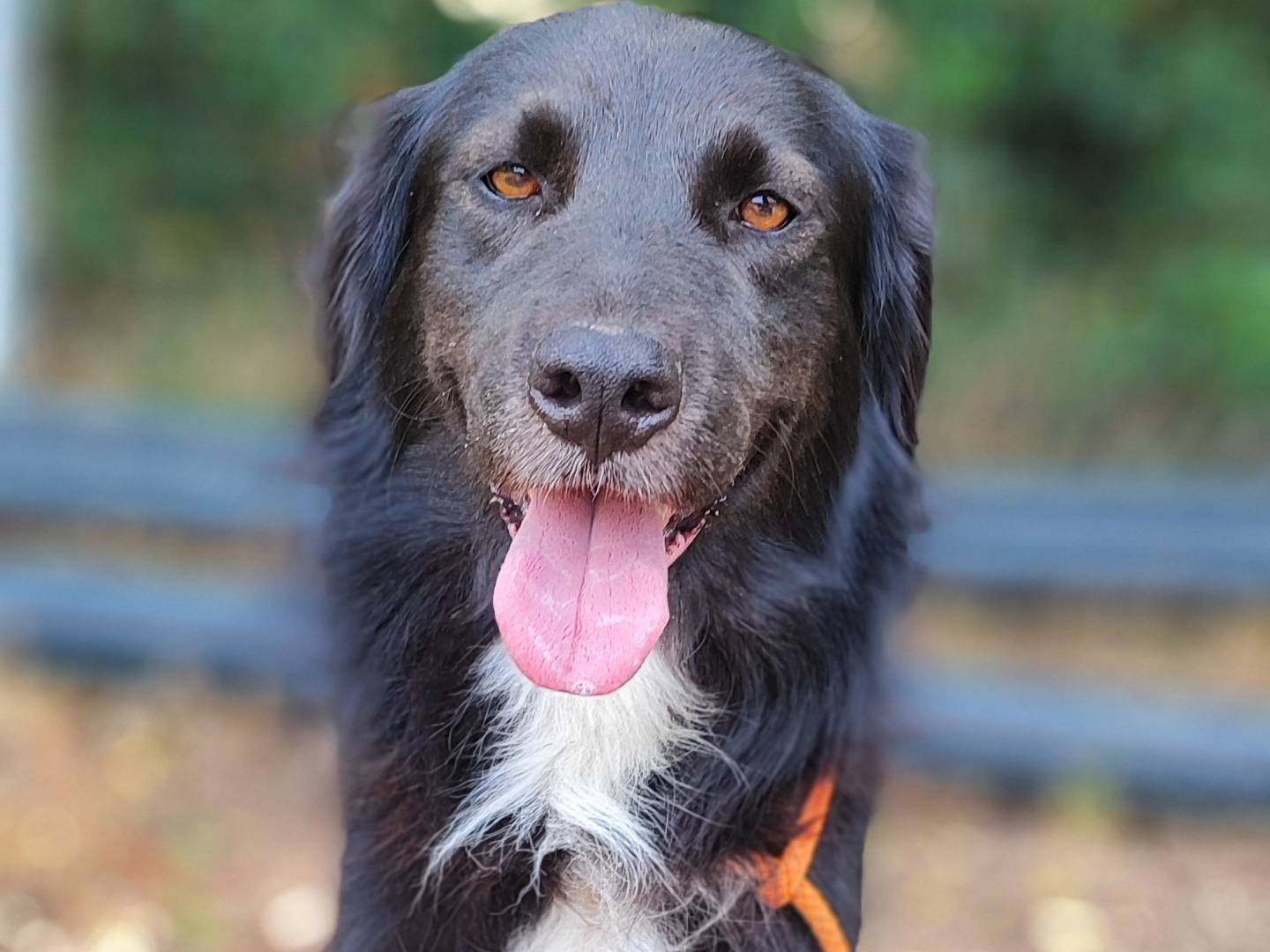 Adotta un cane, maschio, 5 anni  e 3 mesi , Como