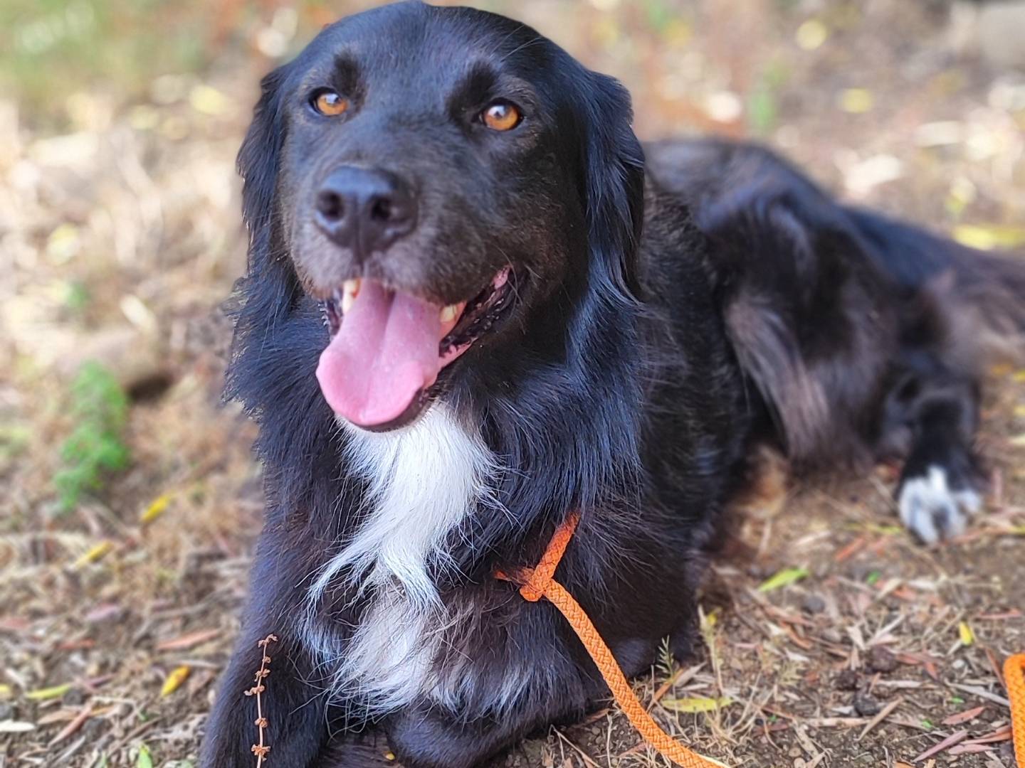 Adotta un cane, taglia media, maschio, Como