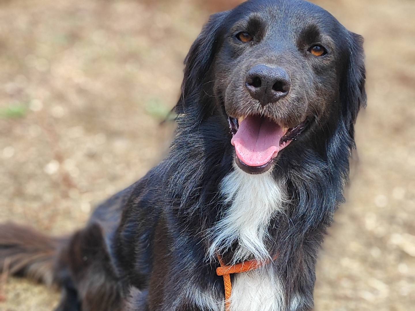Vuoi adottare un cane a Como?