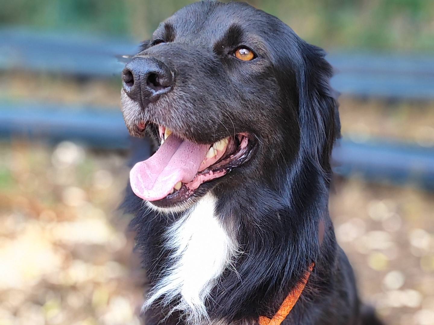 Adotta il cane BLACK a Como