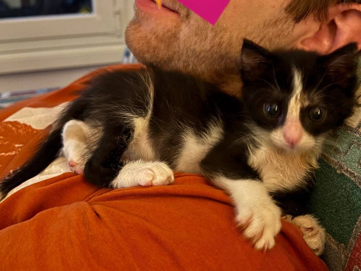 Adotta un gatto, femmina, 0 mesi, Trieste