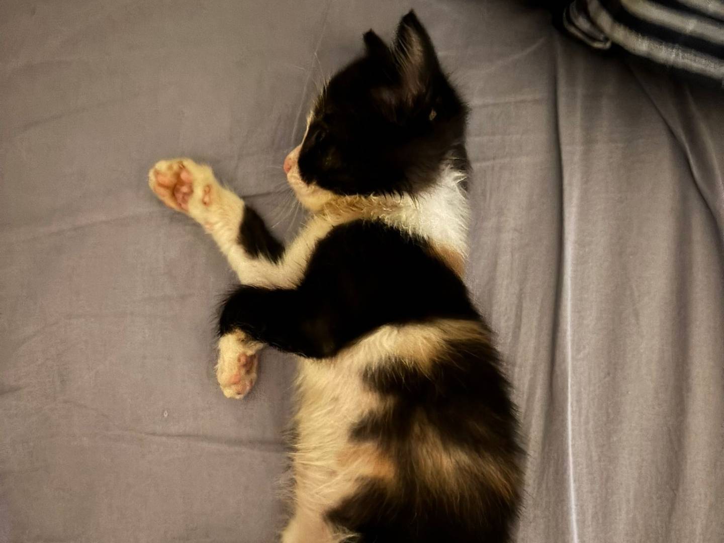 Adotta un gatto, taglia non valida, femmina, Trieste